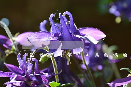 花呗逾期律师函真的假的 花呗逾期律师函真的假的