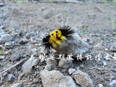 花呗逾期微博能借来钱吗 花呗逾期微博能借来钱吗
