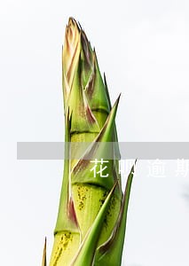 花呗逾期必须一次性还清吗