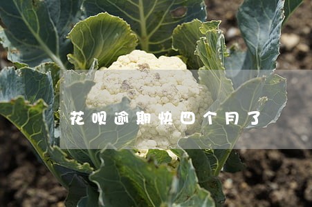 花呗逾期快四个月了 花呗逾期快四个月了