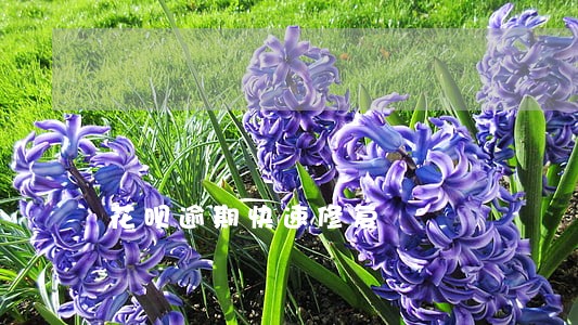 花呗逾期快速修复 花呗逾期快速修复