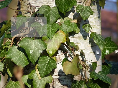 花呗逾期怎么会给朋友打电话 花呗逾期怎么会给朋友打电话