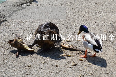 花呗逾期怎么使用备用金 花呗逾期怎么使用备用金