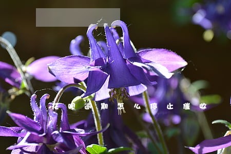 花呗逾期怎么停止催收 花呗逾期怎么停止催收