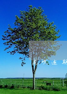 花呗逾期怎么全部还清