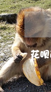 花呗逾期怎么关闭自动还款 花呗逾期怎么关闭自动还款