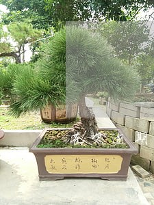 花呗逾期怎么关闭通讯录