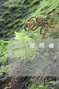 花呗逾期怎么分期买车 花呗逾期怎么分期买车