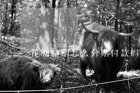 花呗逾期怎么分期付款吗 花呗逾期怎么分期付款吗