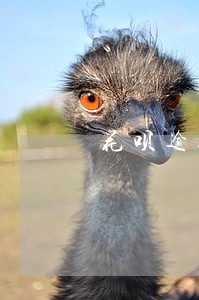 花呗逾期怎么办三个月 花呗逾期怎么办三个月