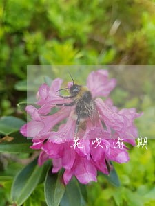 花呗逾期怎么办理 花呗逾期怎么办理
