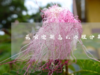 花呗逾期怎么办理分期 花呗逾期怎么办理分期