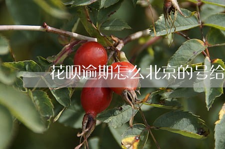 花呗逾期怎么北京的号给我打电话 花呗逾期怎么北京的号给我打电话