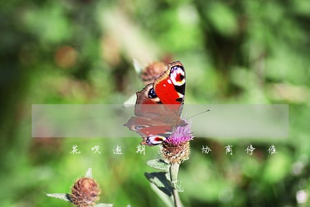 花呗逾期怎么协商停催 花呗逾期怎么协商停催