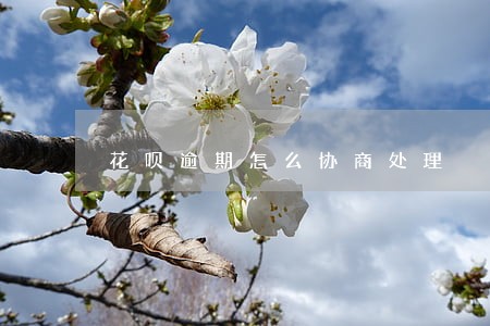 花呗逾期怎么协商处理 花呗逾期怎么协商处理