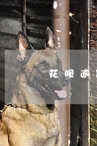 花呗逾期怎么可以不自动扣款 花呗逾期怎么可以不自动扣款