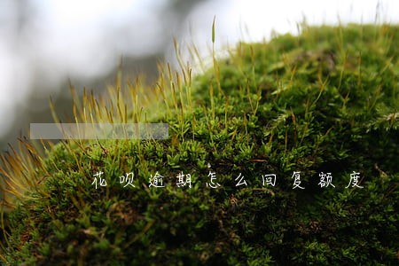 花呗逾期怎么回复额度 花呗逾期怎么回复额度