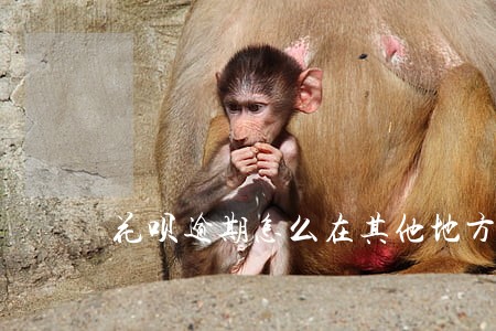 花呗逾期怎么在其他地方借钱 花呗逾期怎么在其他地方借钱
