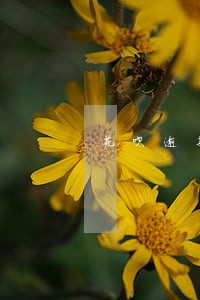 花呗逾期怎么强制扣款 花呗逾期怎么强制扣款
