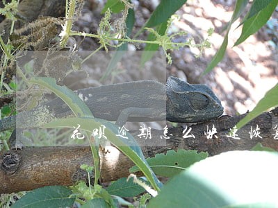 花呗逾期怎么快速恢复使用 花呗逾期怎么快速恢复使用