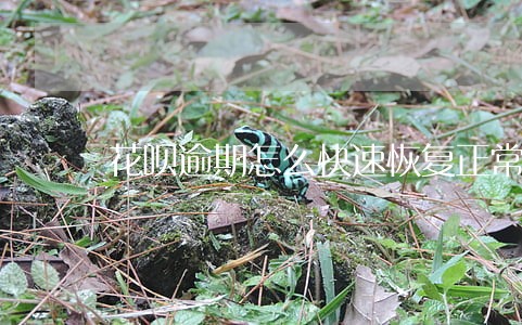 花呗逾期怎么快速恢复正常 花呗逾期怎么快速恢复正常