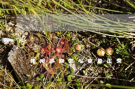 花呗逾期怎么恢复正常 花呗逾期怎么恢复正常