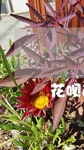 花呗逾期怎么打到朋友那儿去了 花呗逾期怎么打到朋友那儿去了