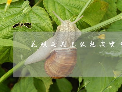 花呗逾期怎么把淘宝号解绑