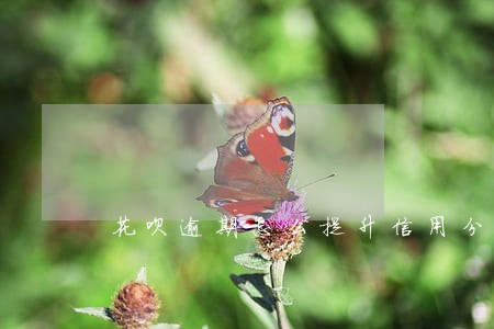 花呗逾期怎么提升信用分 花呗逾期怎么提升信用分