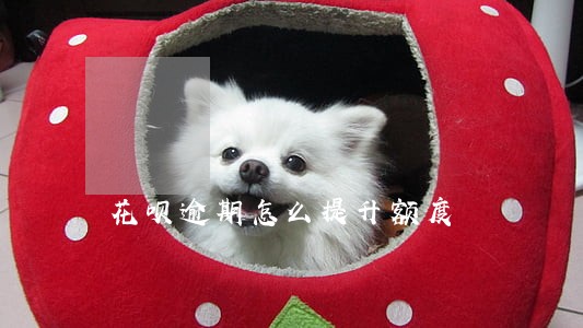 花呗逾期怎么提升额度 花呗逾期怎么提升额度