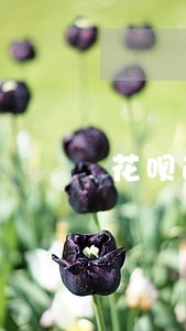 花呗逾期怎么提示 花呗逾期怎么提示