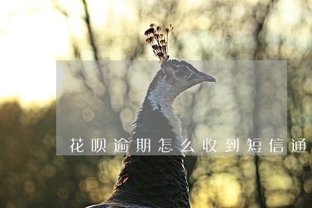 花呗逾期怎么收到短信通知 花呗逾期怎么收到短信通知