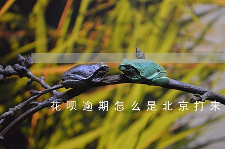 花呗逾期怎么是北京打来的电话 花呗逾期怎么是北京打来的电话