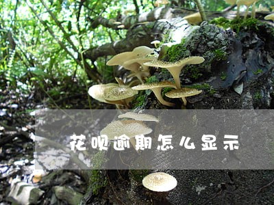 花呗逾期怎么显示 花呗逾期怎么显示
