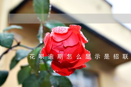 花呗逾期怎么显示是招联金融 花呗逾期怎么显示是招联金融