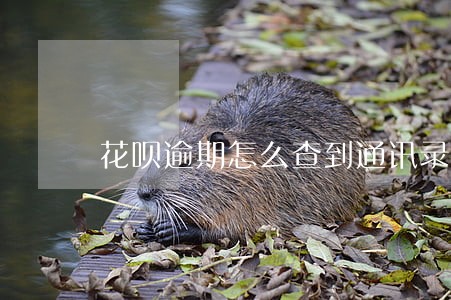 花呗逾期怎么查到通讯录的 花呗逾期怎么查到通讯录的