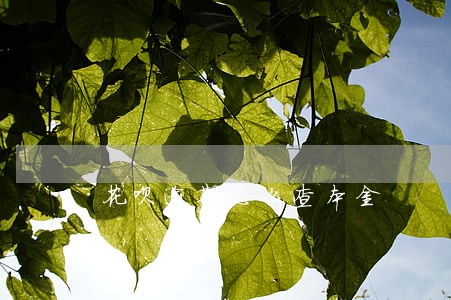 花呗逾期怎么查本金 花呗逾期怎么查本金