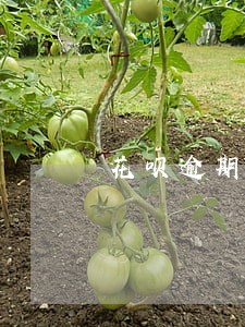 花呗逾期怎么样恢复正常 花呗逾期怎么样恢复正常