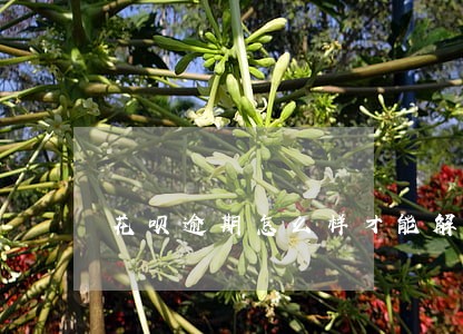 花呗逾期怎么样才能解除 花呗逾期怎么样才能解除