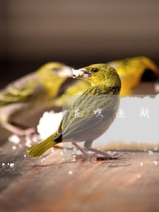 花呗逾期怎么没打电话 花呗逾期怎么没打电话
