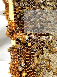 花呗逾期怎么注销不了 花呗逾期怎么注销不了