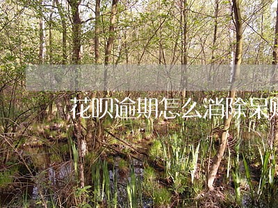 花呗逾期怎么消除呆账 花呗逾期怎么消除呆账