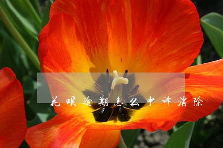 花呗逾期怎么申诉消除