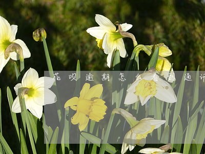 花呗逾期怎么看到通讯录 花呗逾期怎么看到通讯录