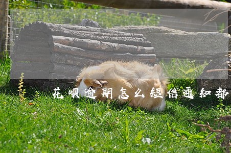 花呗逾期怎么短信通知都没了 花呗逾期怎么短信通知都没了
