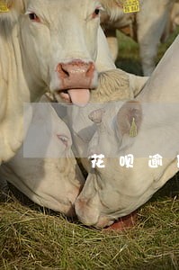 花呗逾期怎么结清 花呗逾期怎么结清