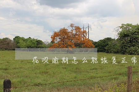 花呗逾期怎么能恢复正常