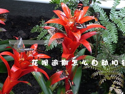 花呗逾期怎么自动扣钱 花呗逾期怎么自动扣钱