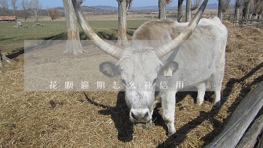 花呗逾期怎么补信用 花呗逾期怎么补信用