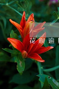 花呗逾期怎么解除协商 花呗逾期怎么解除协商